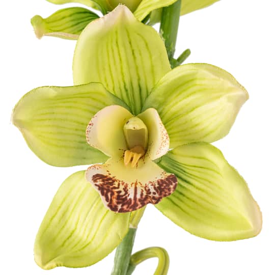 Tropical Cymbidium Stem by Ashland
